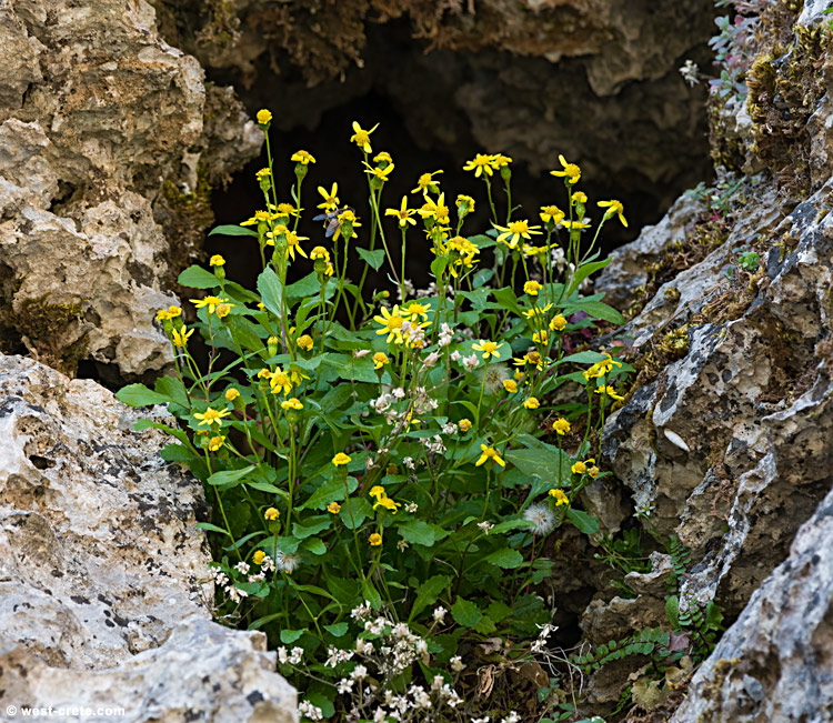 Senecio fruticulosus - click on the image to enlarge Senecio fruticulosus - click on the image to enlarge