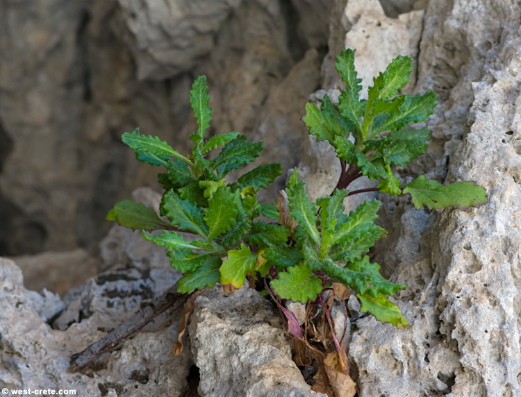 Senecio fruticulosus - click on the image to enlarge Senecio fruticulosus - click on the image to enlarge