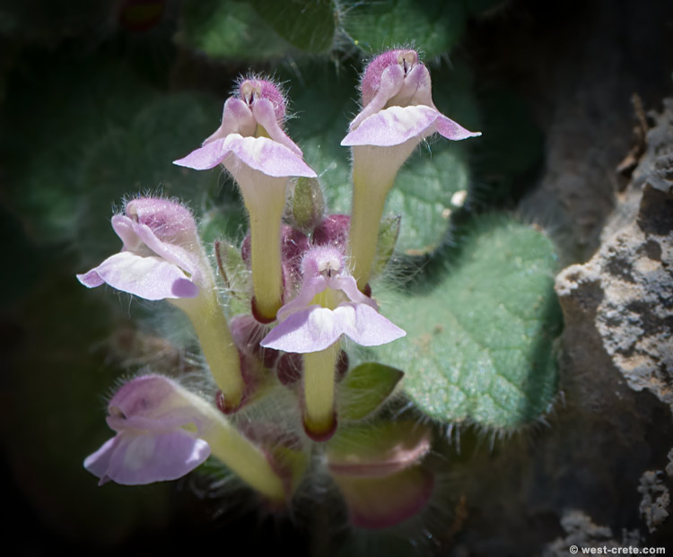 Scutellaria hirta - click on the image to enlarge Scutellaria hirta - click on the image to enlarge