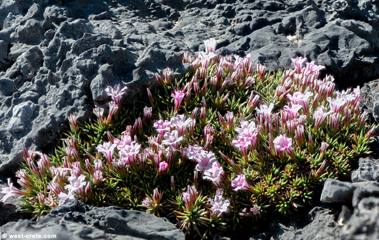 Acantholimon androsaceum - click on the image to enlarge Acantholimon androsaceum - click on the image to enlarge