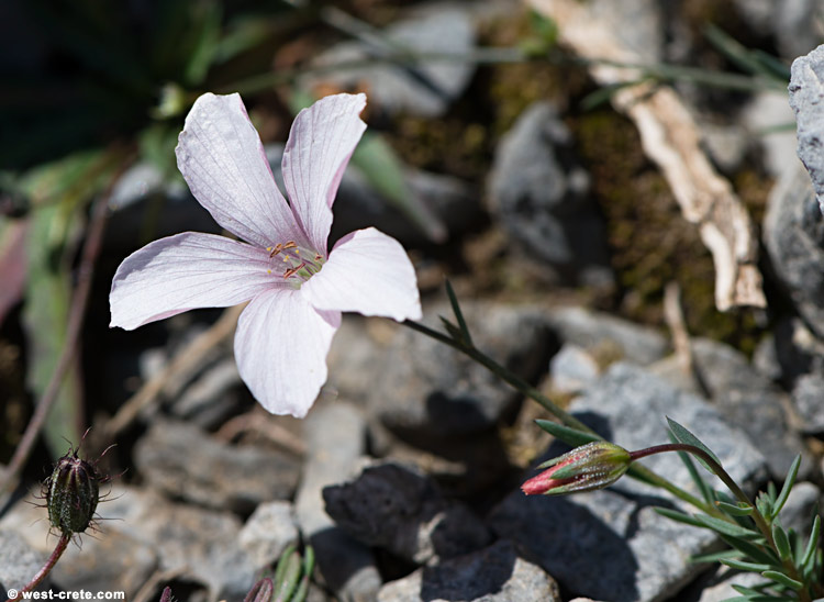 Linum tenuifolium - click on the image to enlarge Linum tenuifolium - click on the image to enlarge