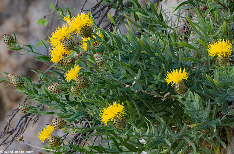 Centaurea lancifolia - click on the image to enlarge Centaurea lancifolia - click on the image to enlarge