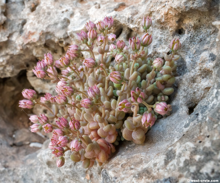 Sedum dasyphyllum - click on the image to enlarge Sedum dasyphyllum - click on the image to enlarge