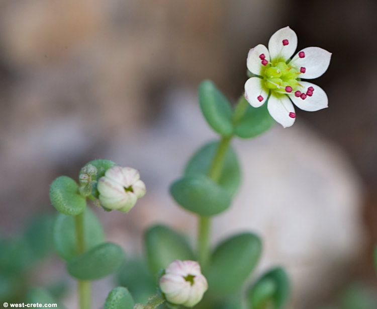 Sedum dasyphyllum - click on the image to enlarge Sedum dasyphyllum - click on the image to enlarge