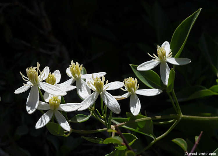 Clematis elisabethae-carolae - click on the image to enlarge Clematis elisabethae-carolae - click on the image to enlarge