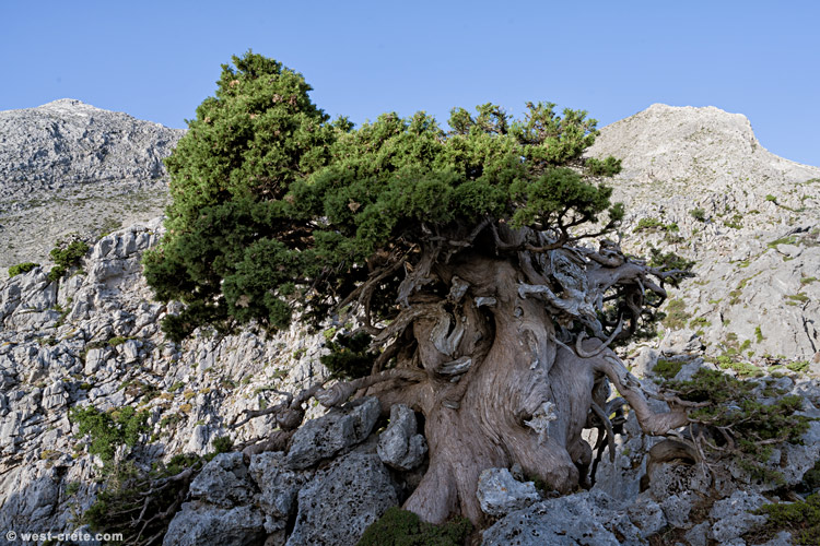 An ancient cypress tree in the White Mountains - click on the image to enlarge An ancient cypress tree in the White Mountains - click on the image to enlarge
