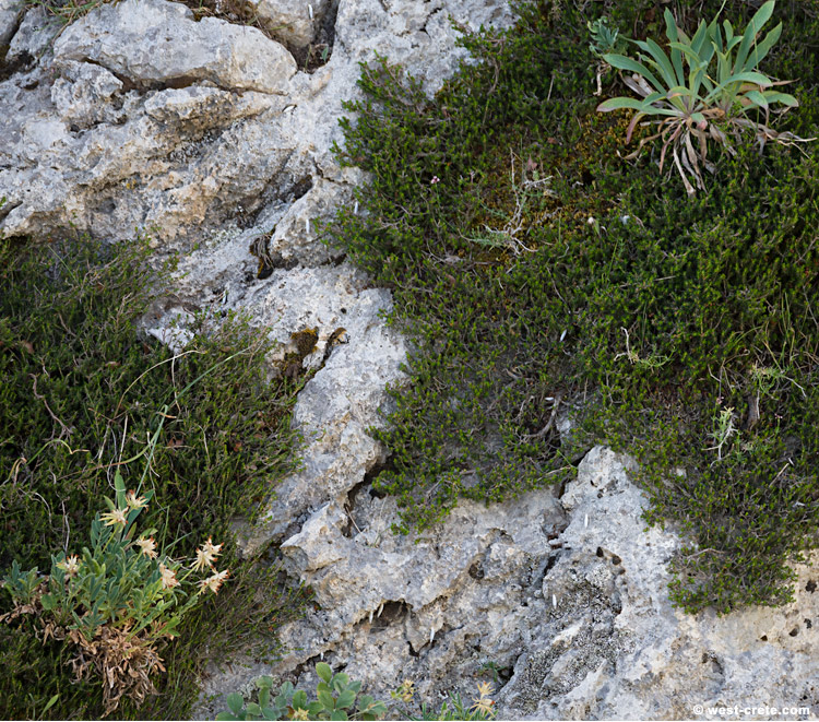 Anthyllis vulneraria subsp. pindicola and Bupleurum kakiskalae growing next to each other - click on the image to enlarge Anthyllis vulneraria subsp. pindicola and Bupleurum kakiskalae growing next to each other - click on the image to enlarge