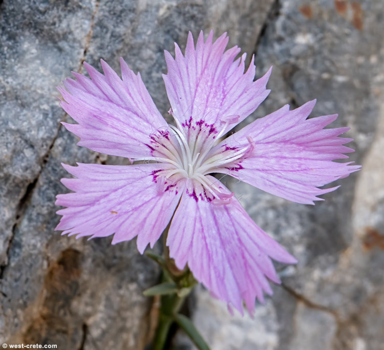 Dianthus fruticosus subsp. creticus - click on the image to enlarge Dianthus fruticosus subsp. creticus - click on the image to enlarge