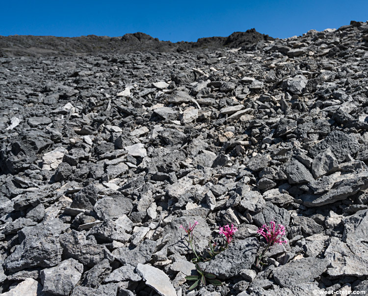 Centranthus sieberi in Mavri Lakki - click on the image to enlarge Centranthus sieberi in Mavri Lakki - click on the image to enlarge