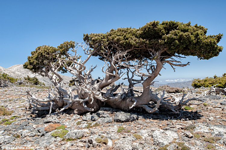 A cypress in the mountains - click on the image to enlarge A cypress in the mountains - click on the image to enlarge
