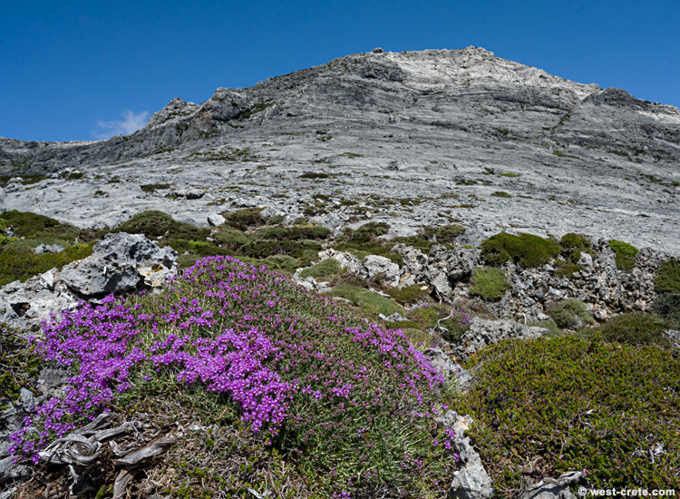 Flowering thyme in the mountains - click on the image to enlarge Flowering thyme in the mountains - click on the image to enlarge