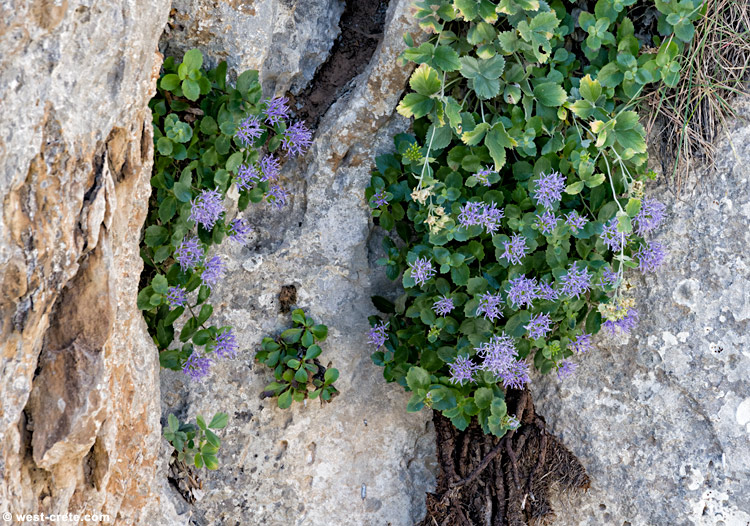 Campanula jacquinii - click on the image to enlarge Campanula jacquinii - click on the image to enlarge