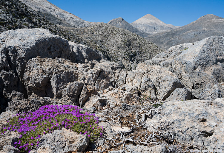 Flowering thyme in the White Mountains - click on the image to enlarge Flowering thyme in the White Mountains - click on the image to enlarge