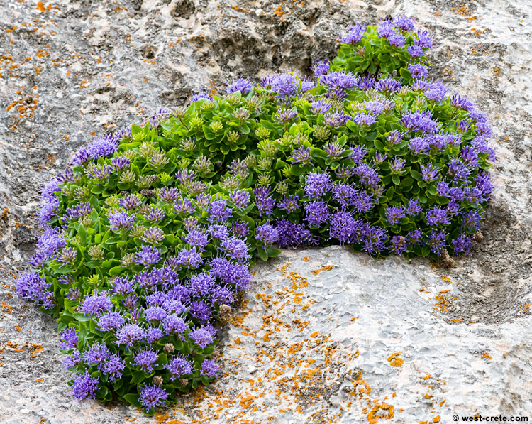 Campanula jacquinii - click on the image to enlarge Campanula jacquinii - click on the image to enlarge