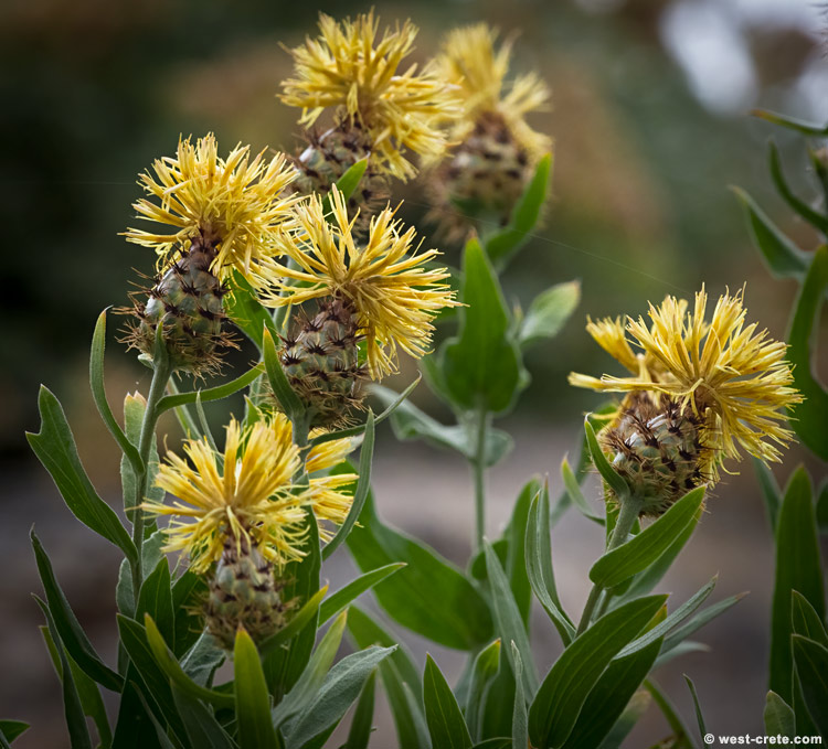 Centaurea lancifolia - click on the image to enlarge Centaurea lancifolia - click on the image to enlarge