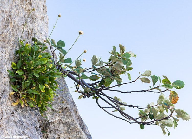 Cephalaria squamiflora and Sorbus graeca - click on the image to enlarge Cephalaria squamiflora and Sorbus graeca - click on the image to enlarge