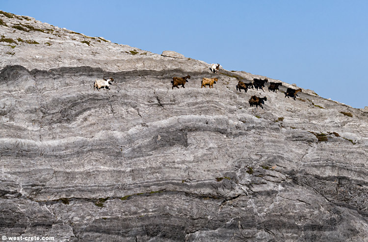 Goats in the mountains - click on the image to enlarge Goats in the mountains - click on the image to enlarge