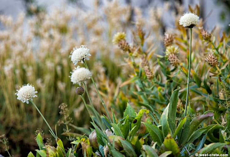 Cephalaria squamiflora - click on the image to enlarge Cephalaria squamiflora - click on the image to enlarge