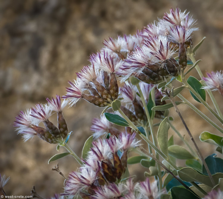 Staehelina petiolata - click on the image to enlarge Staehelina petiolata - click on the image to enlarge