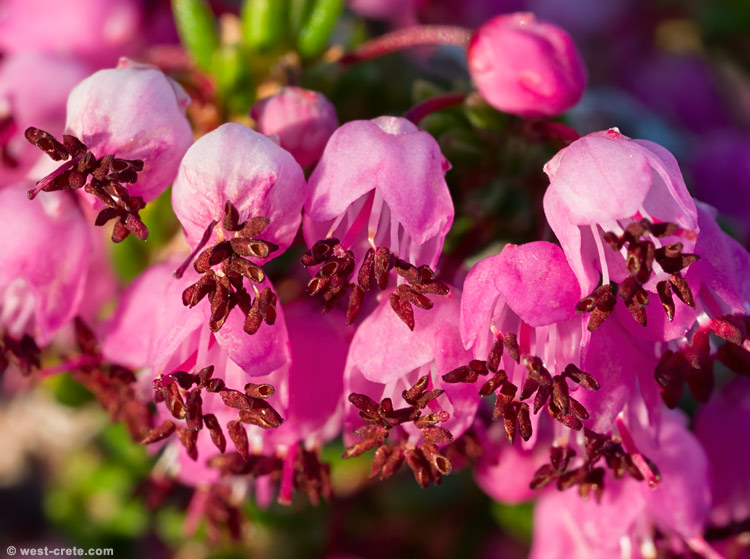 Heather - click on the image to enlarge Heather - click on the image to enlarge