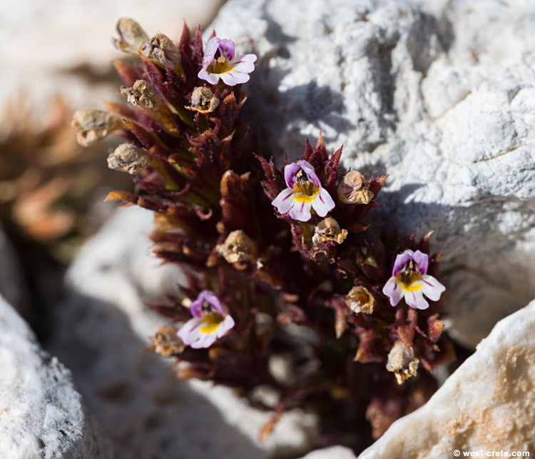 Euphrasia salisburgensis - click on the image to enlarge Euphrasia salisburgensis - click on the image to enlarge