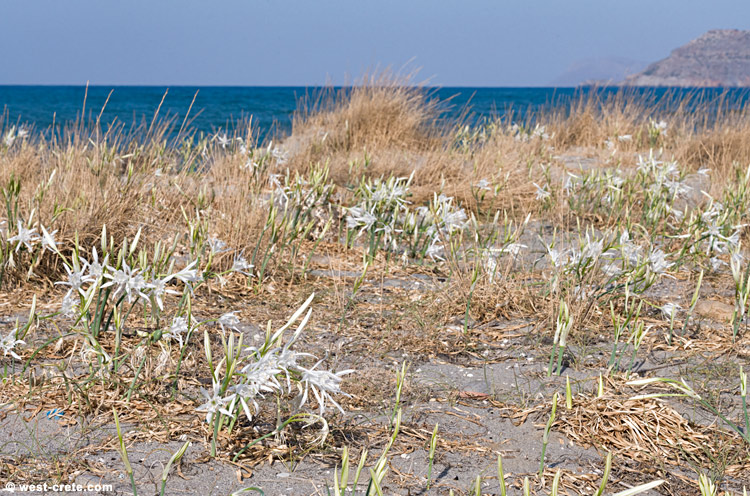 By the beach - click on the image to enlarge By the beach
- click on the image to enlarge