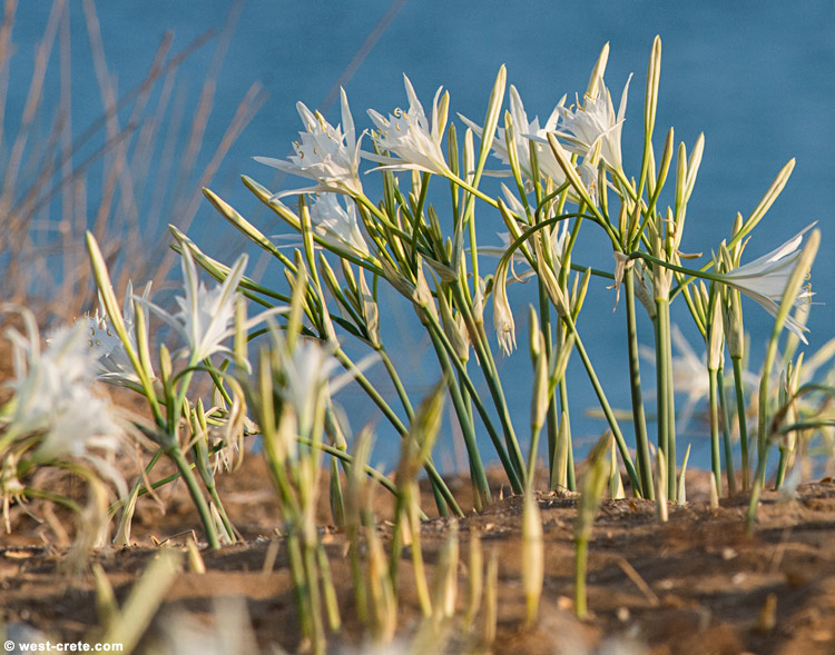 Sea daffodils - click on the image to enlarge Sea daffodils
- click on the image to enlarge
