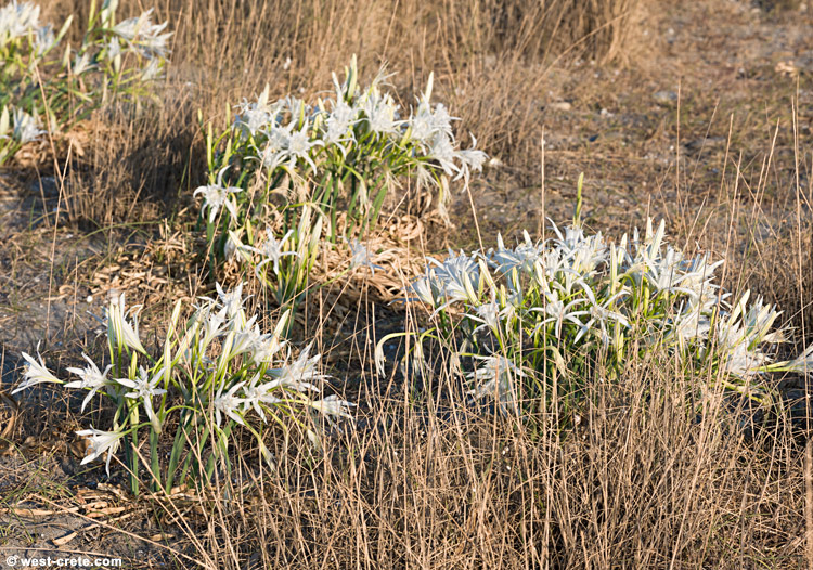 Sea daffodils - click on the image to enlarge Sea daffodils
- click on the image to enlarge