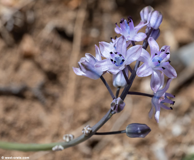 Scilla autumnalis - click on the image to enlarge Scilla autumnalis
- click on the image to enlarge