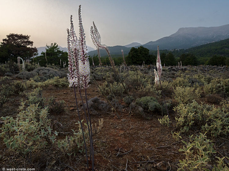 Evening light near Agios Ioannis - click on the image to enlarge Evening light near Agios Ioannis
- click on the image to enlarge