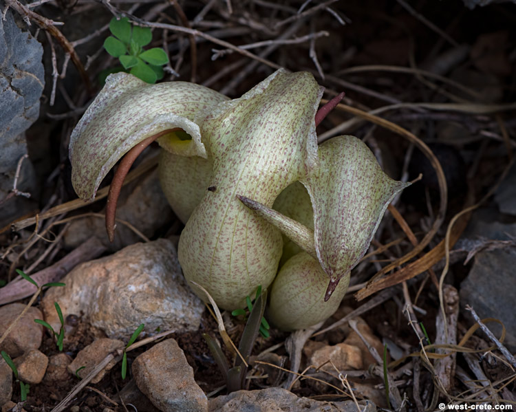 Biarum davisii - click on the image to enlarge Biarum davisii
- click on the image to enlarge