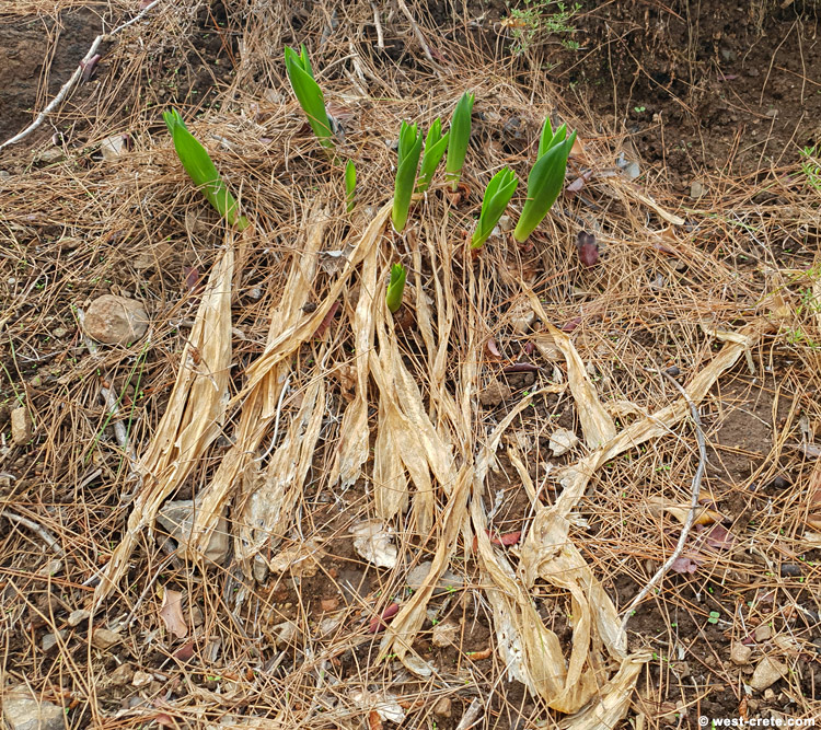 Sea squill - click on the image to enlarge Sea squill
- click on the image to enlarge