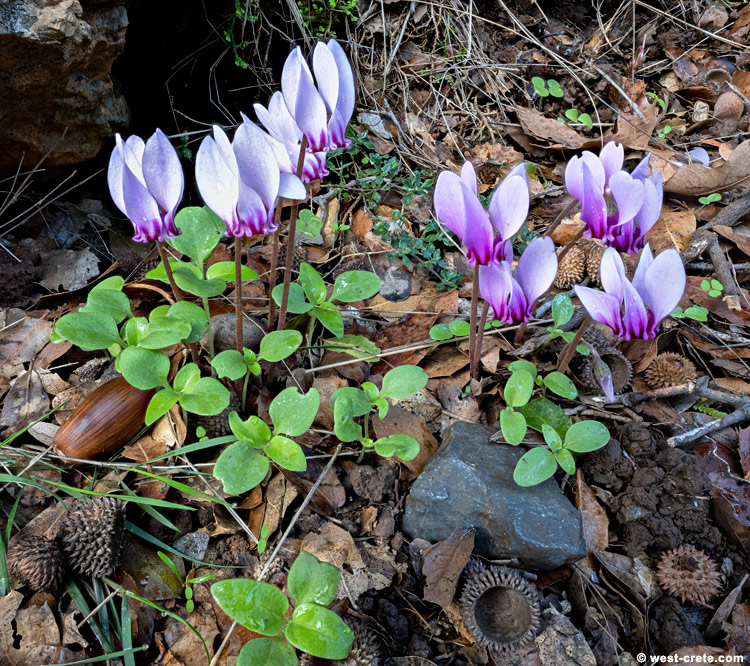 Cyclamen graecum - click on the image to enlarge Cyclamen graecum
- click on the image to enlarge