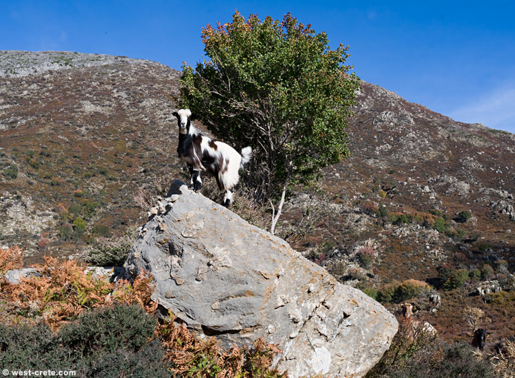 Autumn in the hills - click on the image to enlarge Autumn in the hills
- click on the image to enlarge