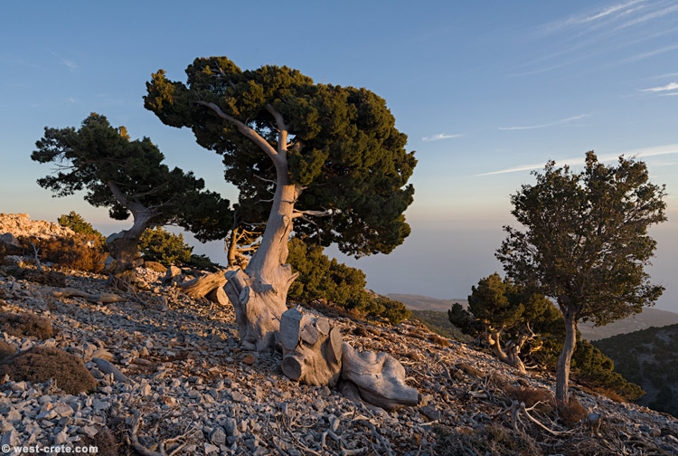 Sunset time at Angathopi - click on the image to enlarge Sunset time at Angathopi
- click on the image to enlarge