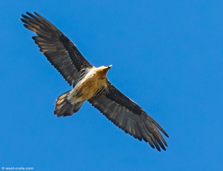 Bearded vulture - click on the image to enlarge Bearded vulture
- click on the image to enlarge