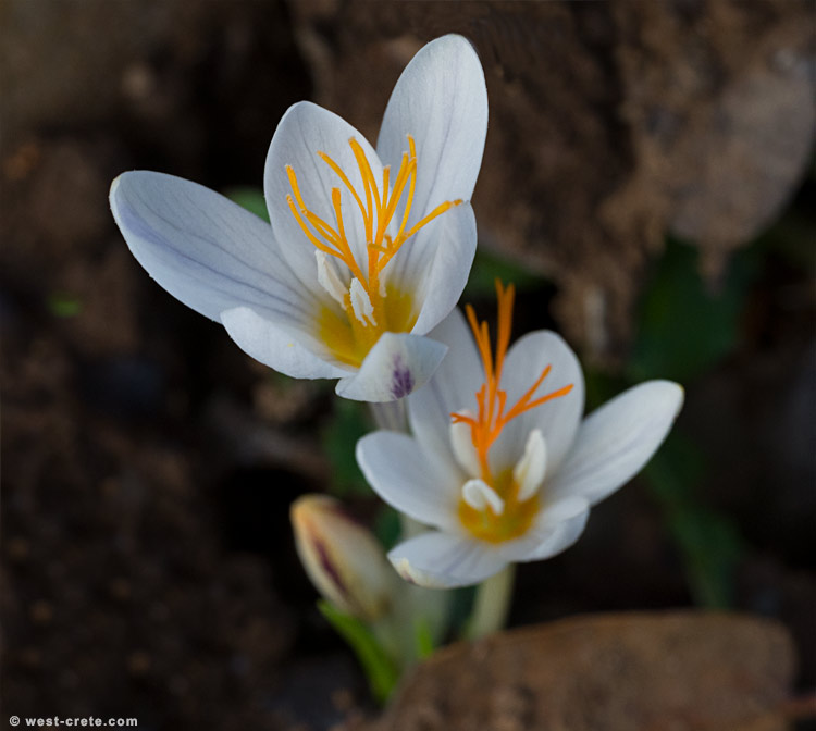 Crocus laevigatus - click on the image to enlarge Crocus laevigatus
- click on the image to enlarge