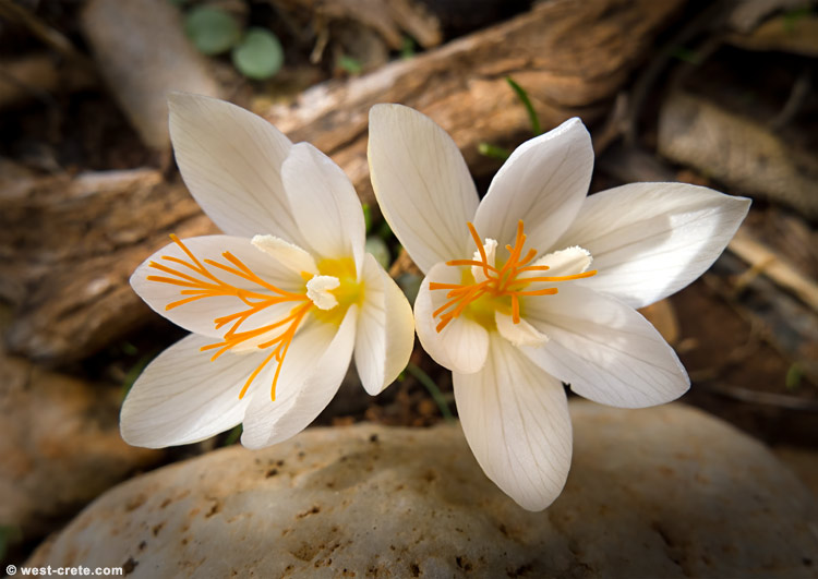 Crocus laevigatus - click on the image to enlarge Crocus laevigatus
- click on the image to enlarge