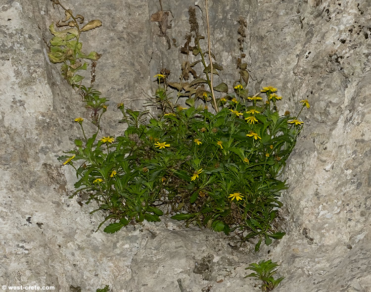 Senecio fruticulosus - click on the image to enlarge Senecio fruticulosus
- click on the image to enlarge