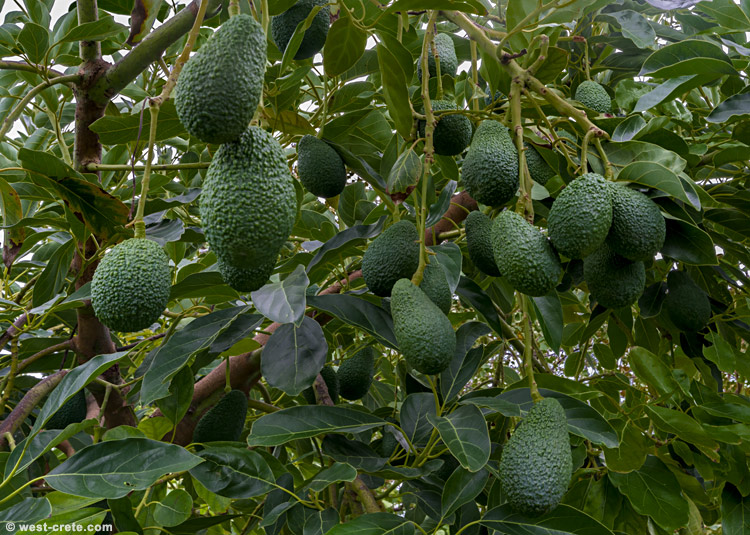 A good avocado season - click on the image to enlarge A good avocado season
- click on the image to enlarge