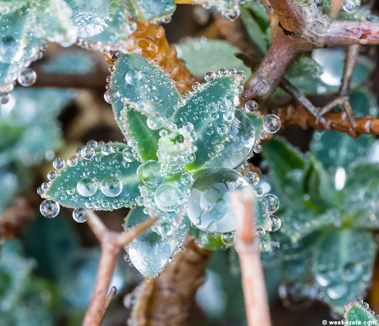 Morning dew - click on the image to enlarge Morning dew
- click on the image to enlarge