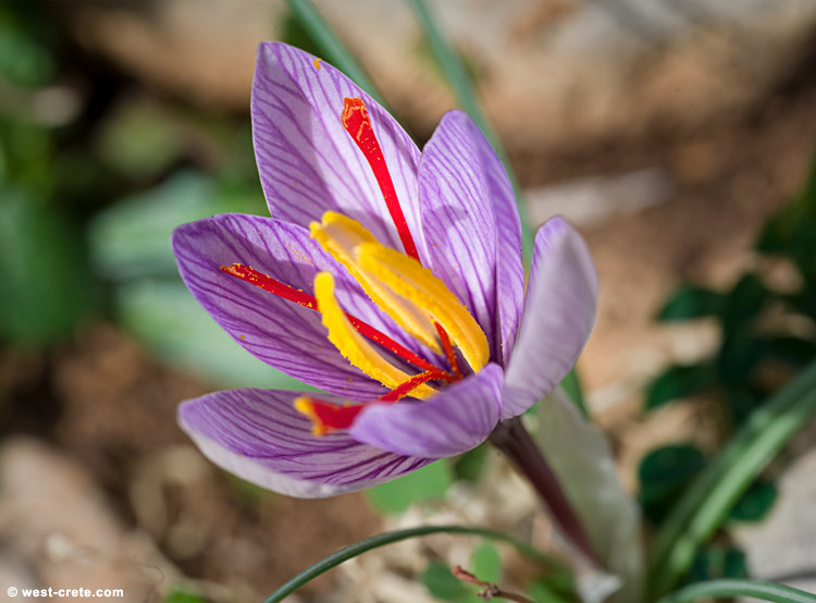 Crocus cartwrightianus - click on the image to enlarge Crocus cartwrightianus
- click on the image to enlarge
