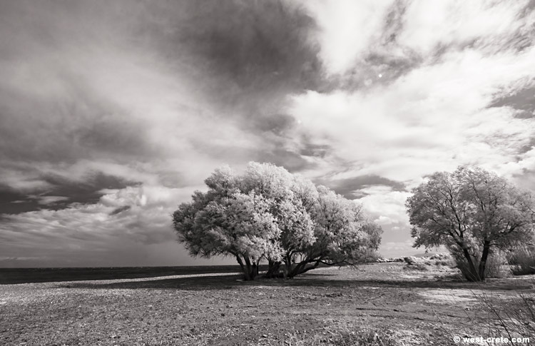 Tamarisk trees by Tavronitis beach - click on the image to enlarge Tamarisk trees by Tavronitis beach
- click on the image to enlarge