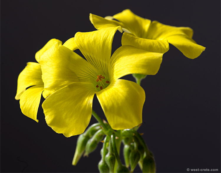 Oxalis pes-caprae - click on the image to enlarge Oxalis pes-caprae
- click on the image to enlarge