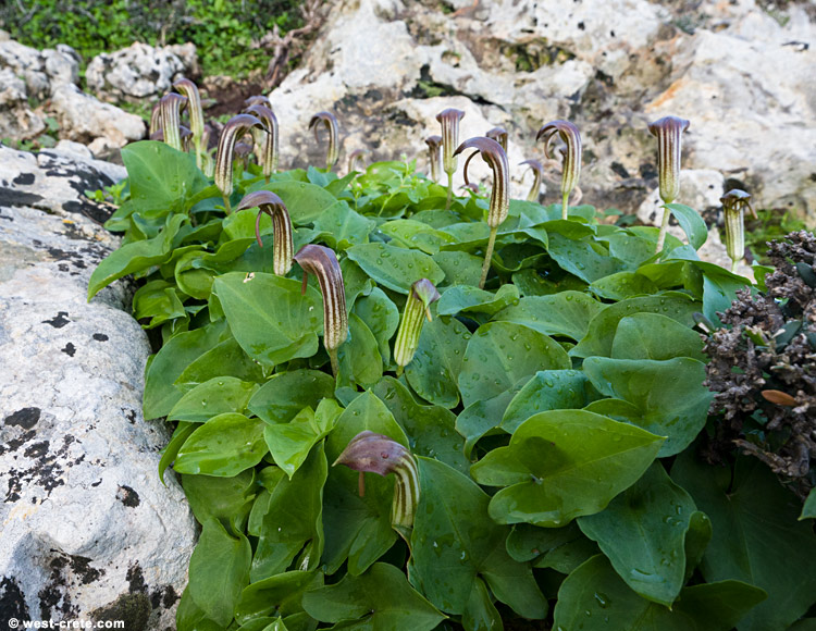 Arisarum vulgare - click on the image to enlarge Arisarum vulgare
- click on the image to enlarge