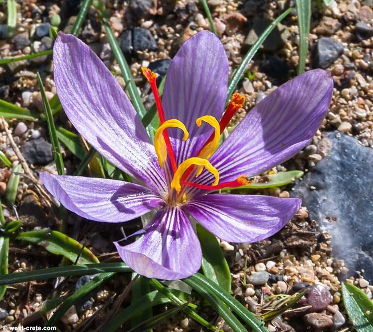 Crocus cartwrightianus - click on the image to enlarge Crocus cartwrightianus
- click on the image to enlarge
