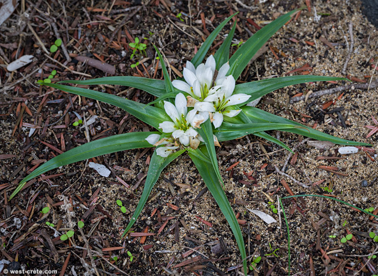 Androcymbium rechingeri - click on the image to enlarge Androcymbium rechingeri
- click on the image to enlarge