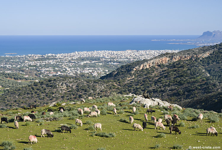 Grazing sheep - click on the image to enlarge Grazing sheep
- click on the image to enlarge