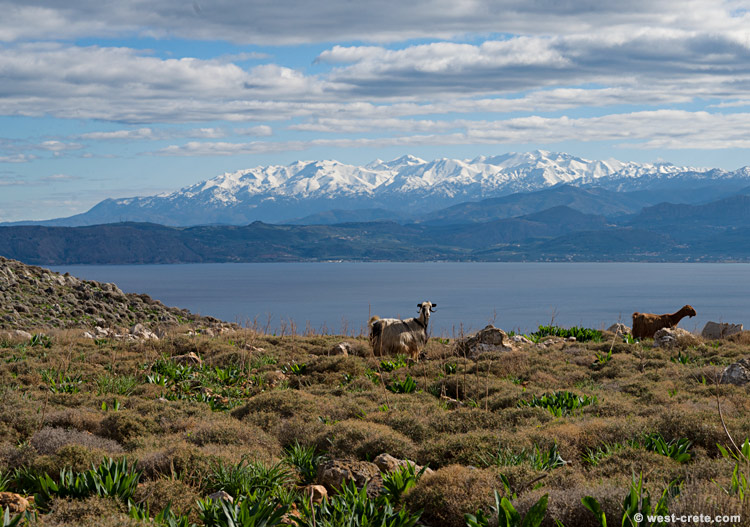 View of the White Mountains from Gramvousa - click on the image to enlarge View of the White Mountains from Gramvousa
- click on the image to enlarge