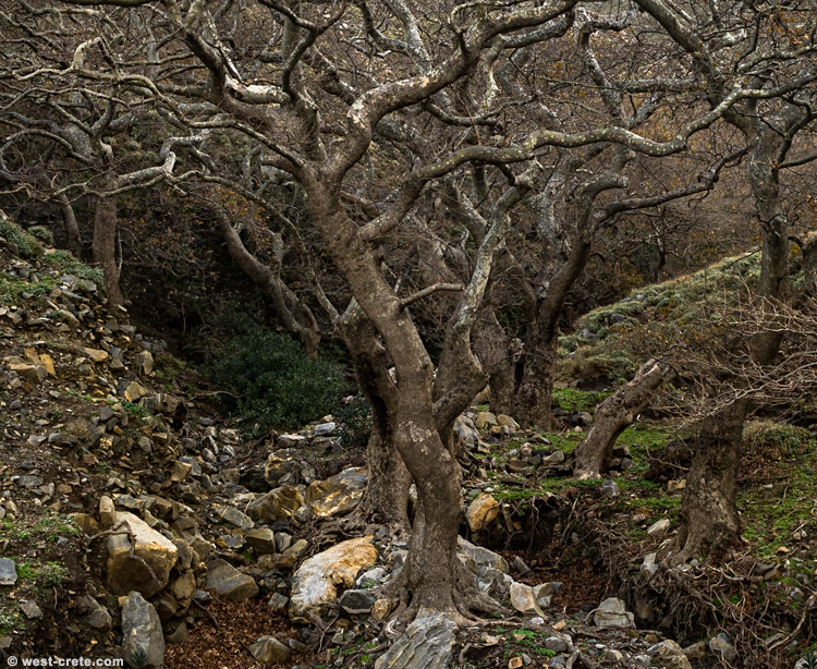 Plane trees in the winter - click on the image to enlarge Plane trees in the winter
- click on the image to enlarge